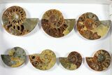 Lot: - Polished Ammonite Halves (Grade B/C) - Pieces #101437-1